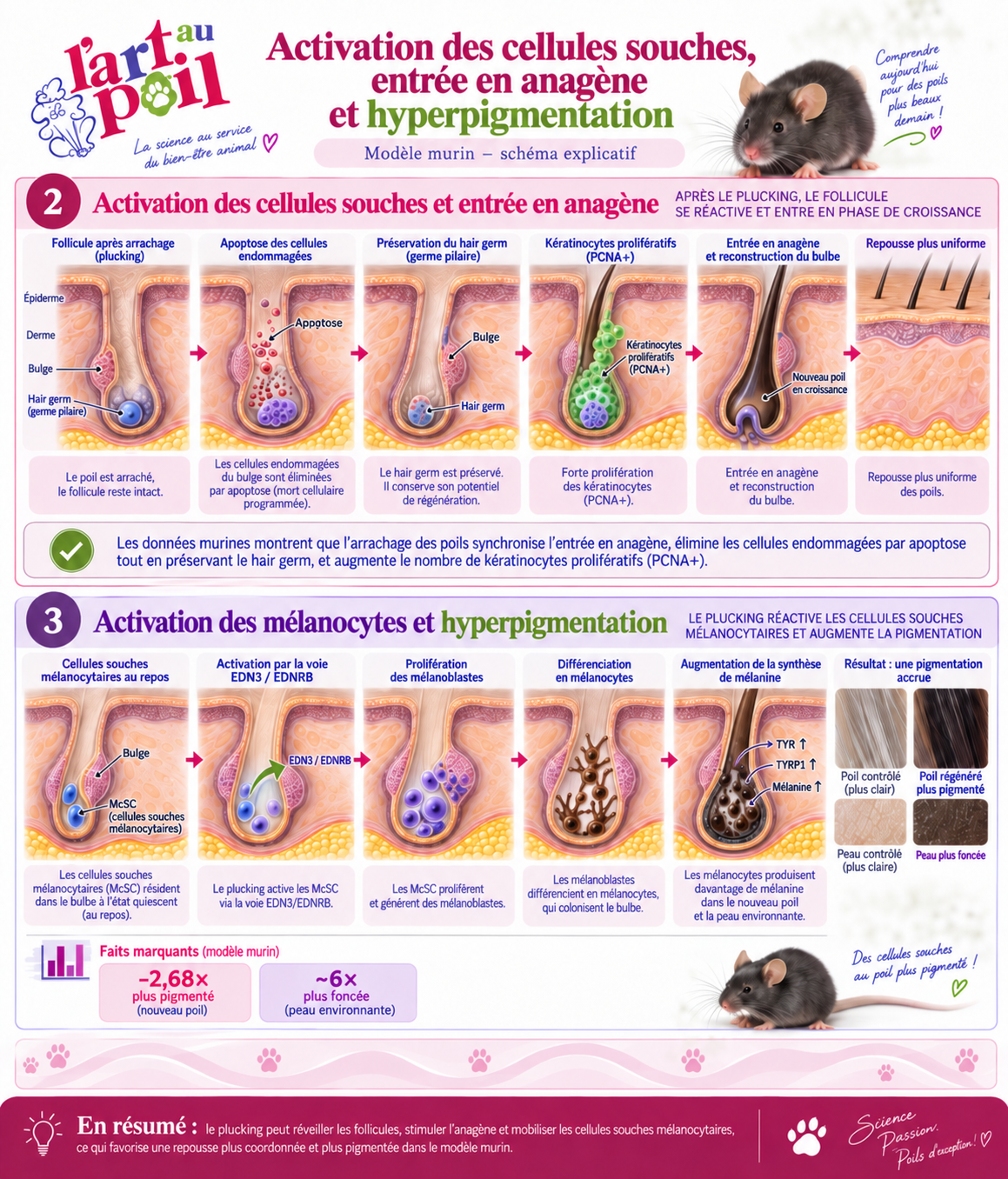 plucking stripping épilation chien