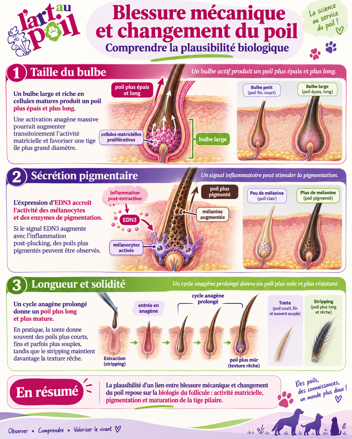 plucking épilation stripping chien