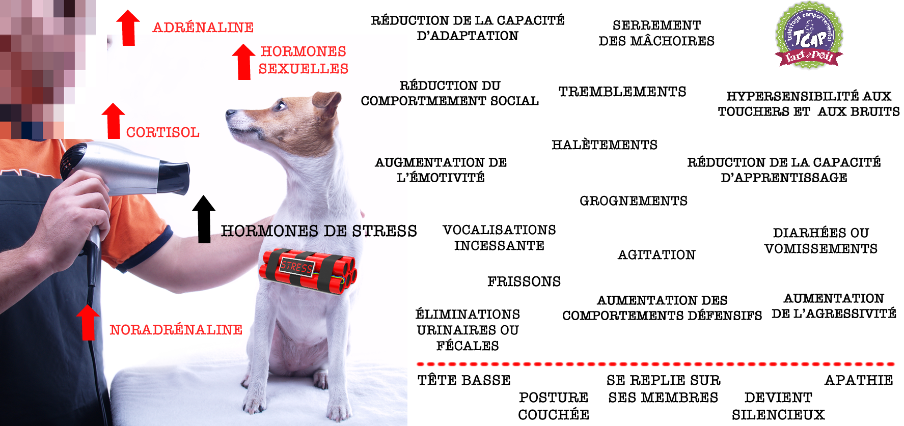 Impact du stress chien