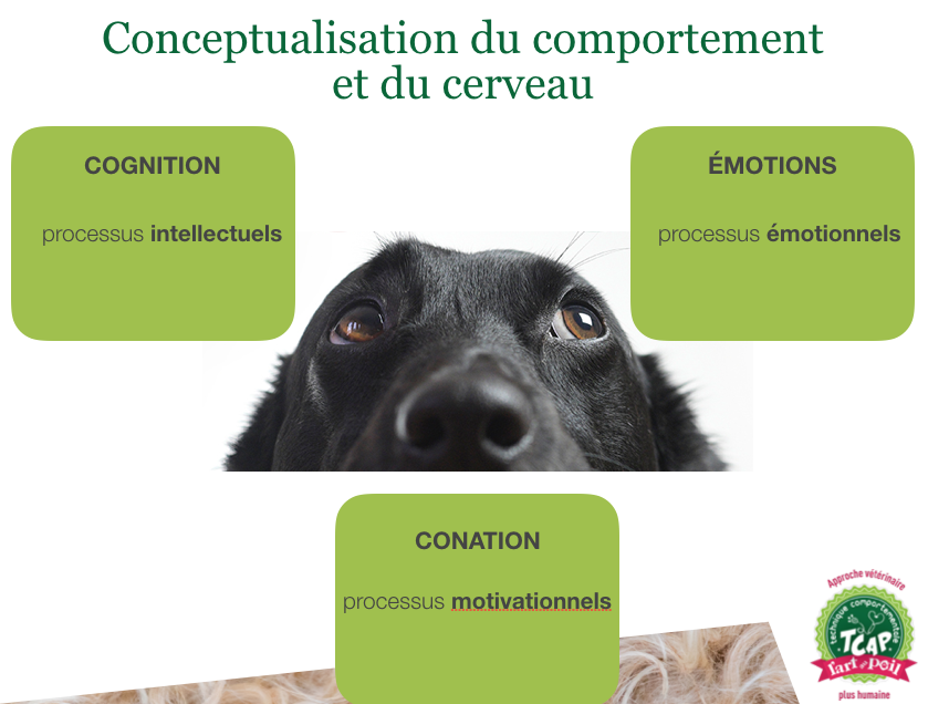 neurosciences de l'apprentissage comportement