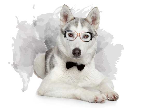 Husky avec lunettes