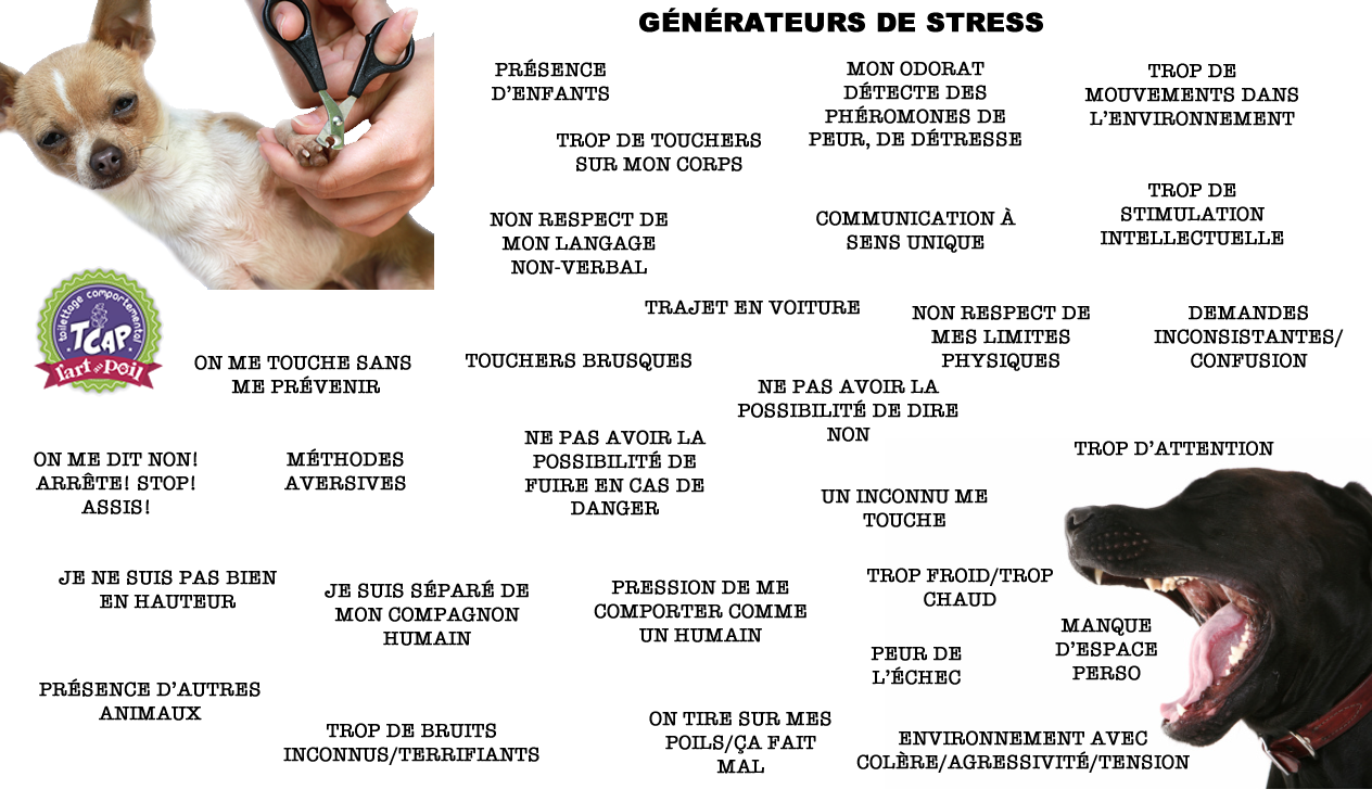 Stress chez le chien au toilettage et vétérinaire