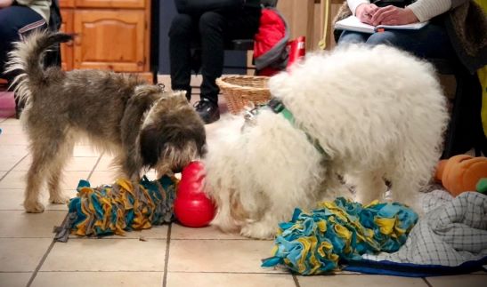 Entraînement aux Soins Animaliers ESAAP 1 - du 11 au 14 avril 22