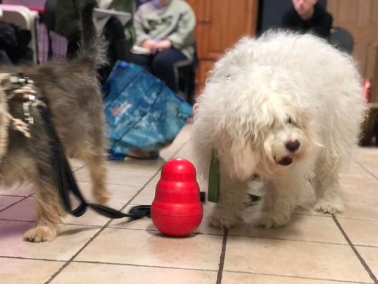 Entraînement aux Soins Animaliers ESAAP 1 - du 11 au 14 avril 22